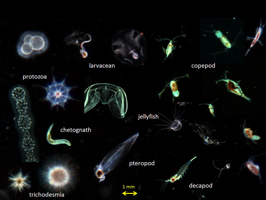 Figure 5. Images of planktonic organisms taken during a past observation (in November 2009, in the Kuroshio region).