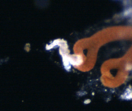 Photo of microstructure from CPICS