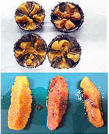 Freezing experiment of sea urchin