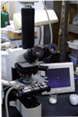 冷却加熱ステージ付光学顕微鏡