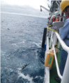 幾度かのテスト実験を経て、JAMSTEC船舶「かいよう」を用いて黒潮流軸にてNavis-Floatに乱流計MicroRiderを取り付けて投入する様子でです。