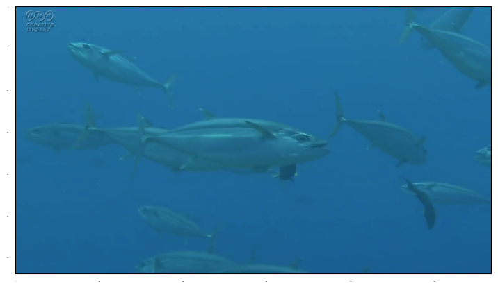 ../_images/src_3_Faster_RCNN_Tuna_22_3.png